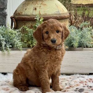 Archie Goldendoodle