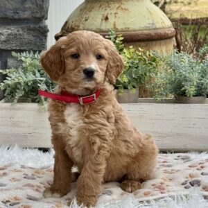 Abby Goldendoodle