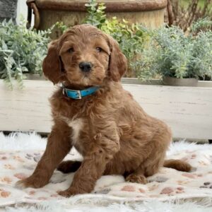 Anna Goldendoodle