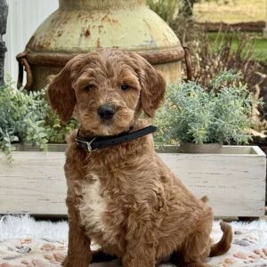 Arnold Goldendoodle