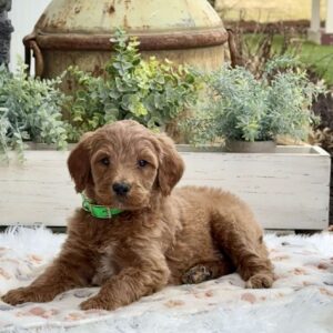Ace Goldendoodle