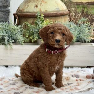 Amber Goldendoodle