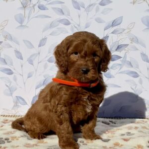 Monkey Mini Goldendoodle