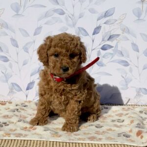 Petunia Mini Goldendoodle