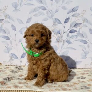 Paul Mini Goldendoodle