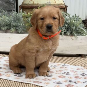 Dylan Golden Retriever