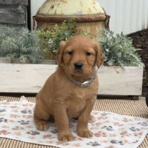 Diva Golden Retriever