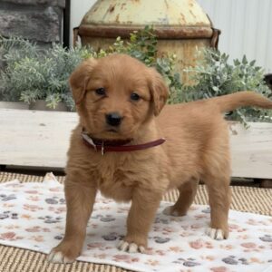 Daisy Golden Retriever