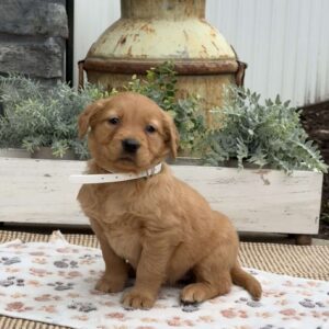 Dolly Golden Retriever