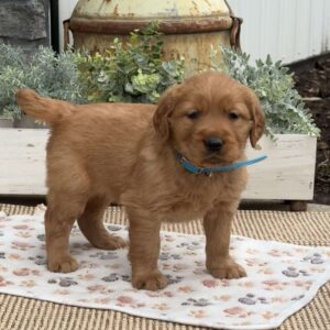 Dexter Golden Retriever