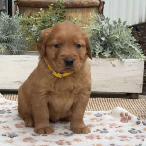 Dozer Golden Retriever