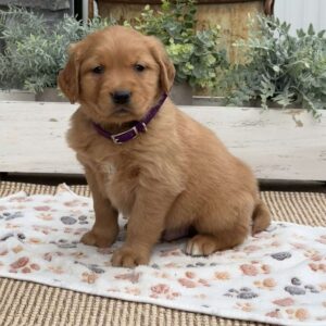 Dash Golden Retriever