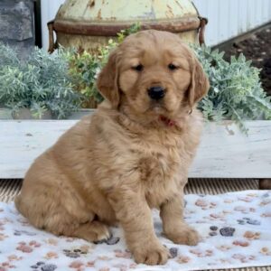 Ruby Golden Retriever