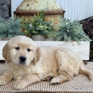 Trixie Golden Retriever