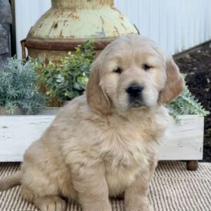 Tyson Golden Retriever