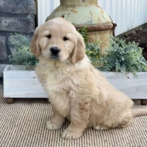 Tessa Golden Retriever