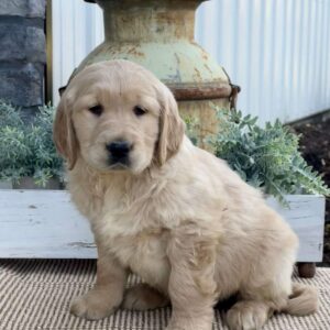 Tiger Golden Retriever
