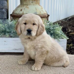 Thor Golden Retriever