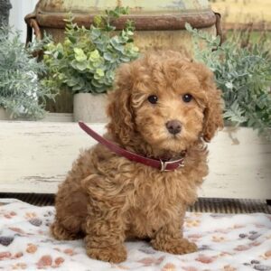 Olive Miniature Poodle