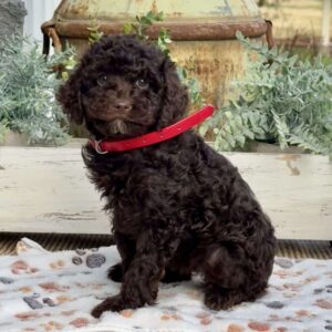 Oakley Miniature Poodle