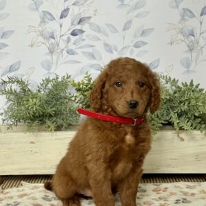 Missy Mini Goldendoodle