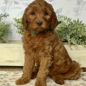 Molly Mini Goldendoodle