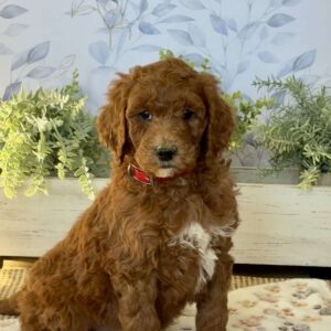 Ellie Goldendoodle