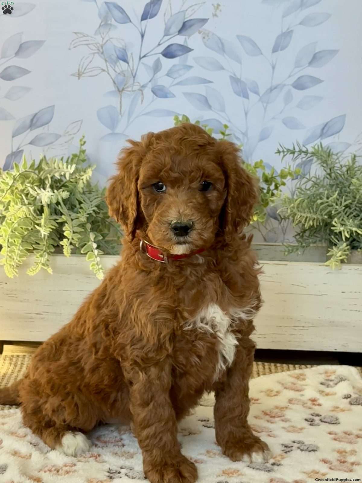 IMG_0338.jpeg1765320062-1200x1600