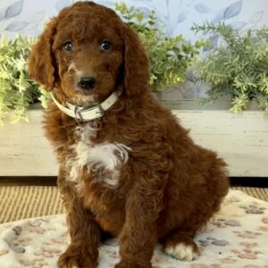 Elliot Goldendoodle