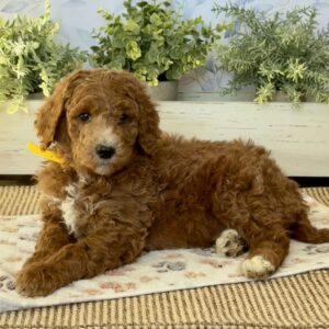 Ernie Goldendoodle
