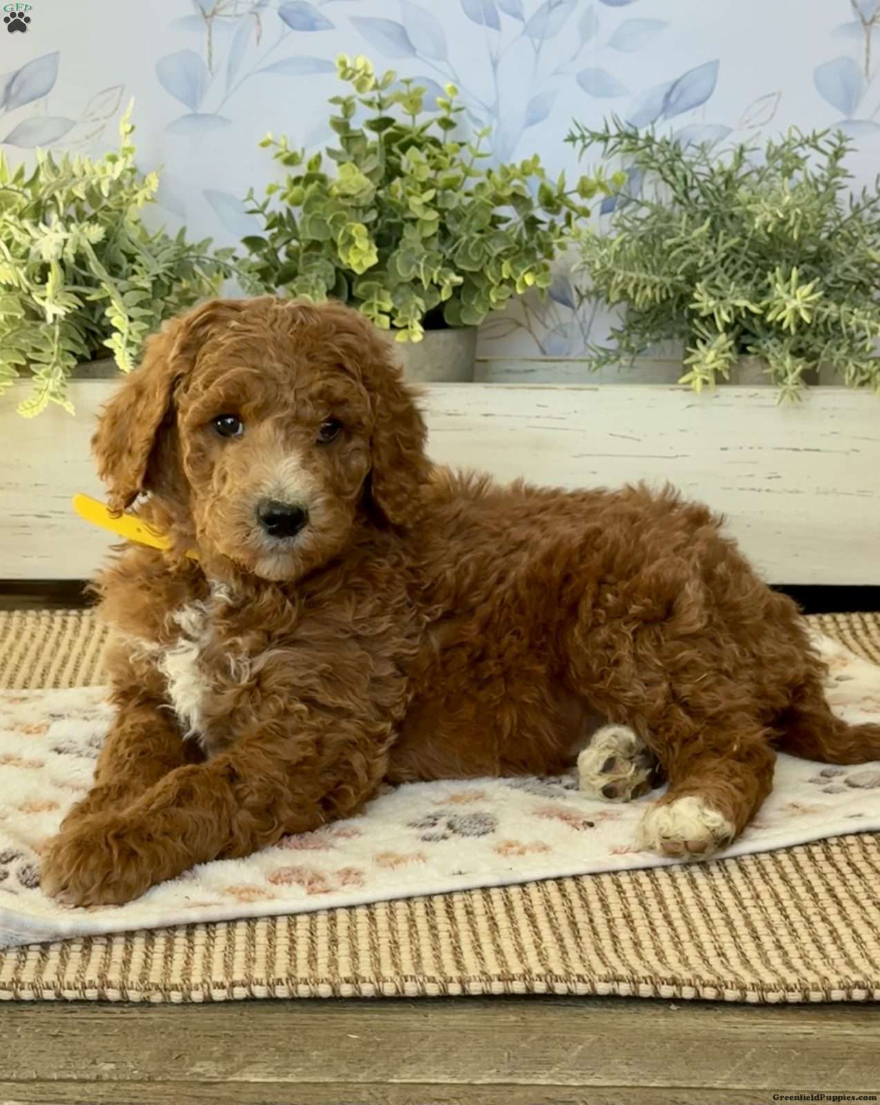 IMG_0373.jpeg1765320085-1274x1600