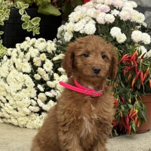 Sophie Mini Goldendoodle