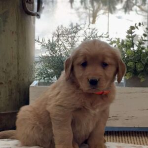 Kaya Golden Retriever