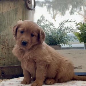 Krissy Golden Retriever