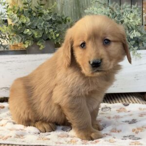 King Golden Retriever