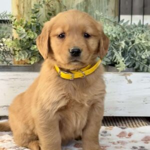 Kora Golden Retriever