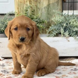 Kendra Golden Retriever