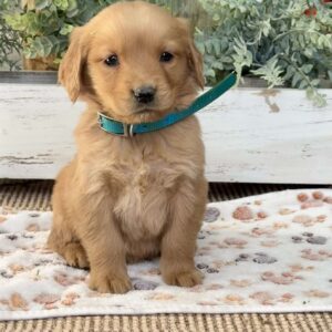 Kitty Golden Retriever