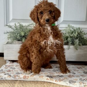 Emma Goldendoodle