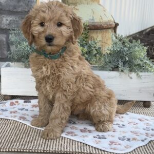 Henry Goldendoodle