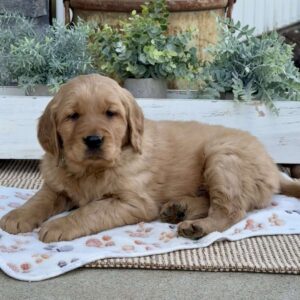 Rambo Golden Retriever