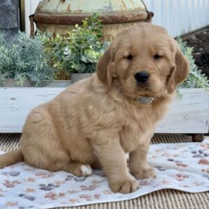 Ranger Golden Retriever