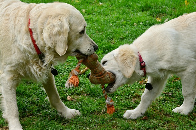 two golden retriever puppies playing with a rope chew toy