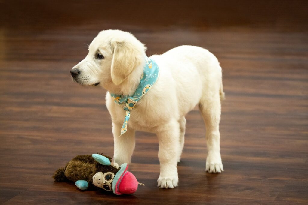 golden retriever puppy with a plush toy next to it