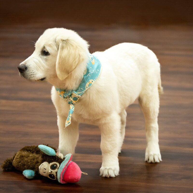 golden retriever puppy with a plush toy next to it