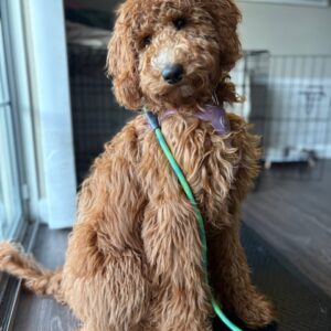 Winnie Standard Goldendoodle