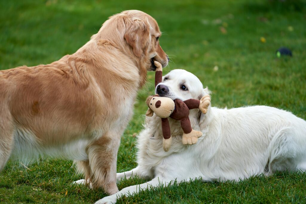 two golden retriever dogs with a monkey plush toy in their mouths