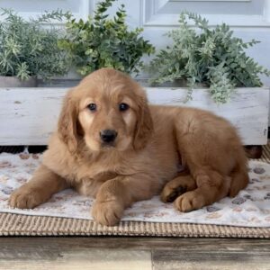 Bella Golden Retriever