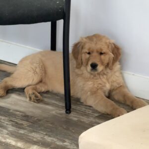 Rosie Golden Retriever