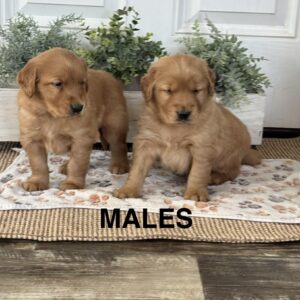 Upcoming Golden Retriever Puppies
